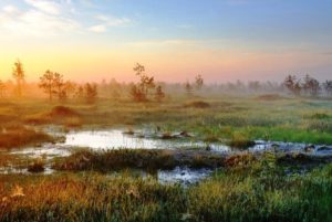 Всемирный день водно-болотных угодий отмечается 2 февраля